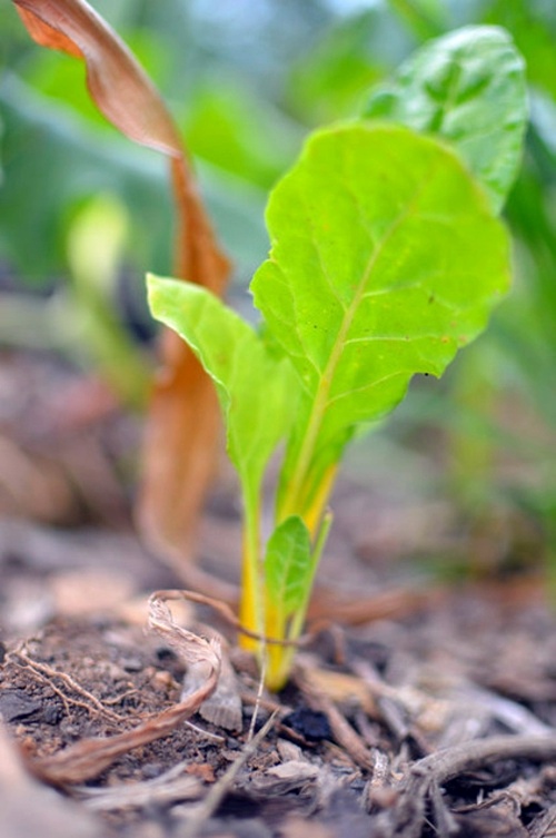 Always stay cool in the garden - here are our advice on what to do in August
