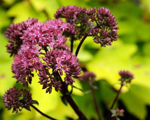 Always stay cool in the garden - here are our advice on what to do in August