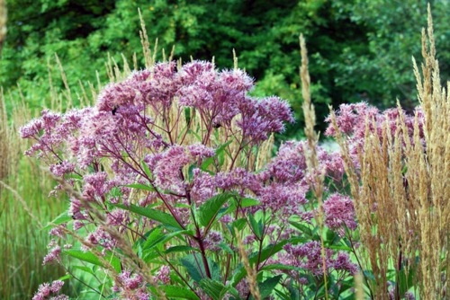 Always stay cool in the garden - here are our advice on what to do in August