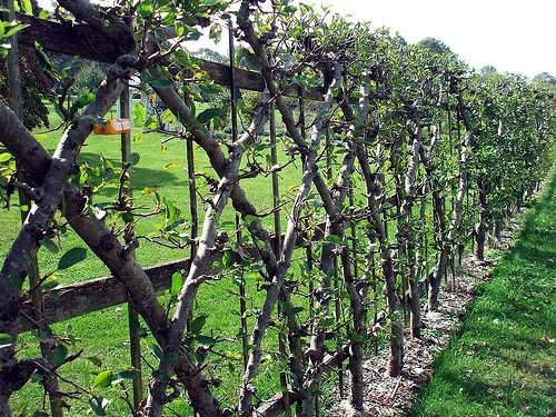 Trellis build - practical tips and ideas