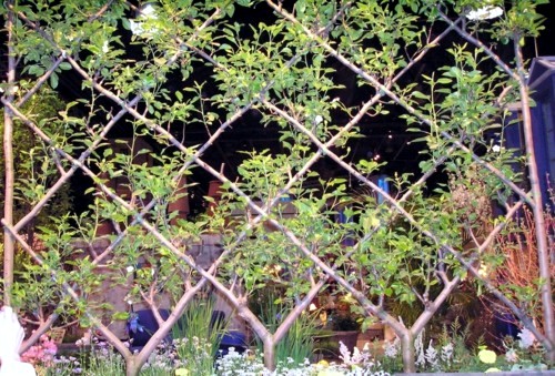 Trellis build - practical tips and ideas