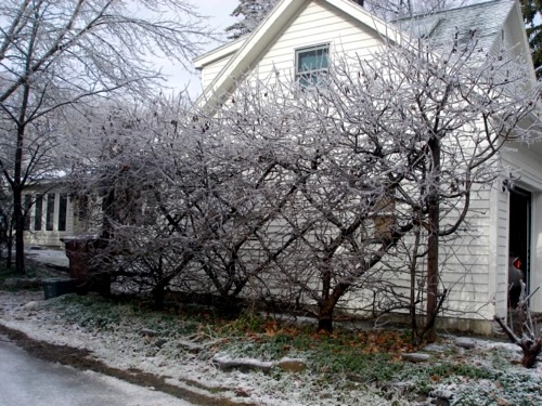 Trellis build - practical tips and ideas