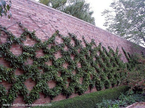 Trellis build - practical tips and ideas