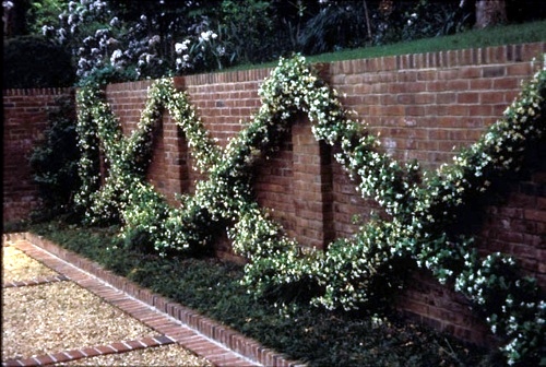 Trellis build - practical tips and ideas