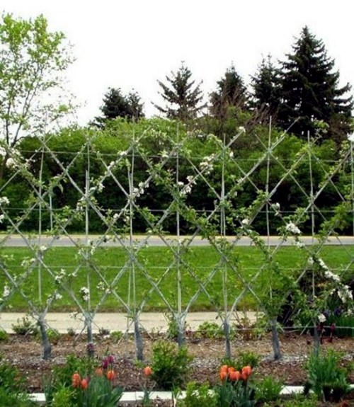 Trellis build - practical tips and ideas