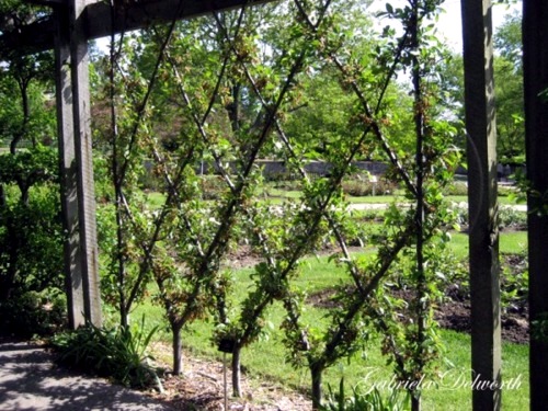 Trellis build - practical tips and ideas