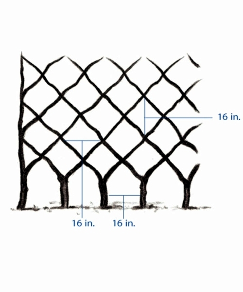 Trellis build - practical tips and ideas