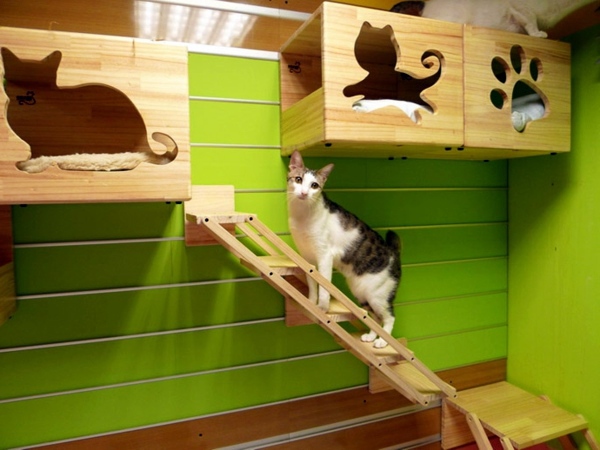 Haustiere - Modular Cat Climbing Wall of Catswall