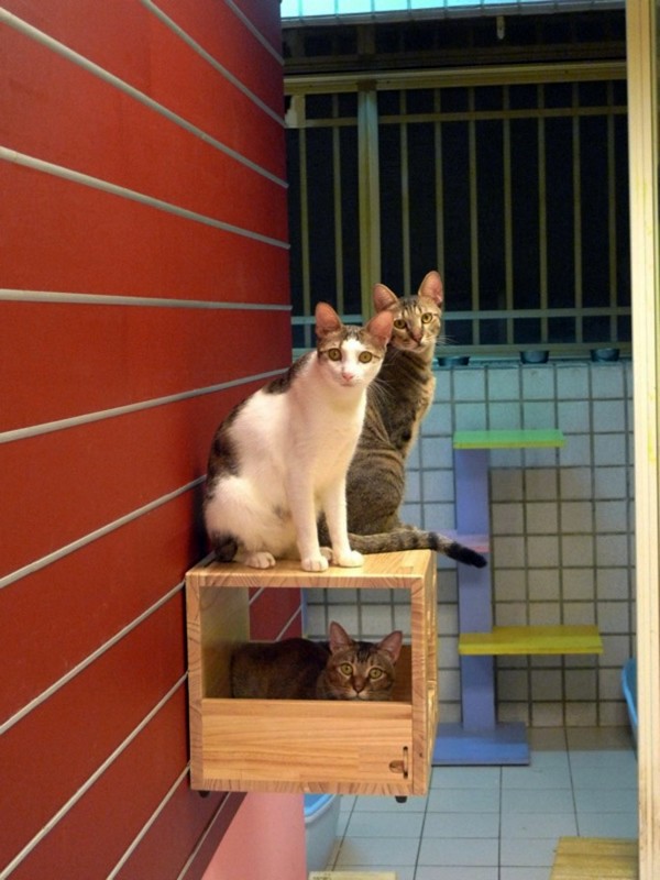 Katzen - Modular Cat Climbing Wall of Catswall Katzen - Modular Cat Climbing Wall of Catswall