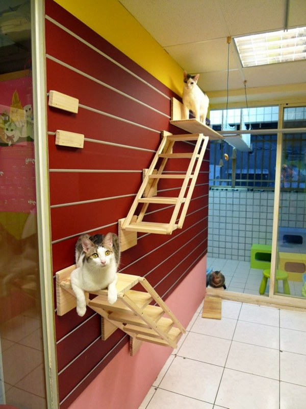Modular Cat Climbing Wall of Catswall