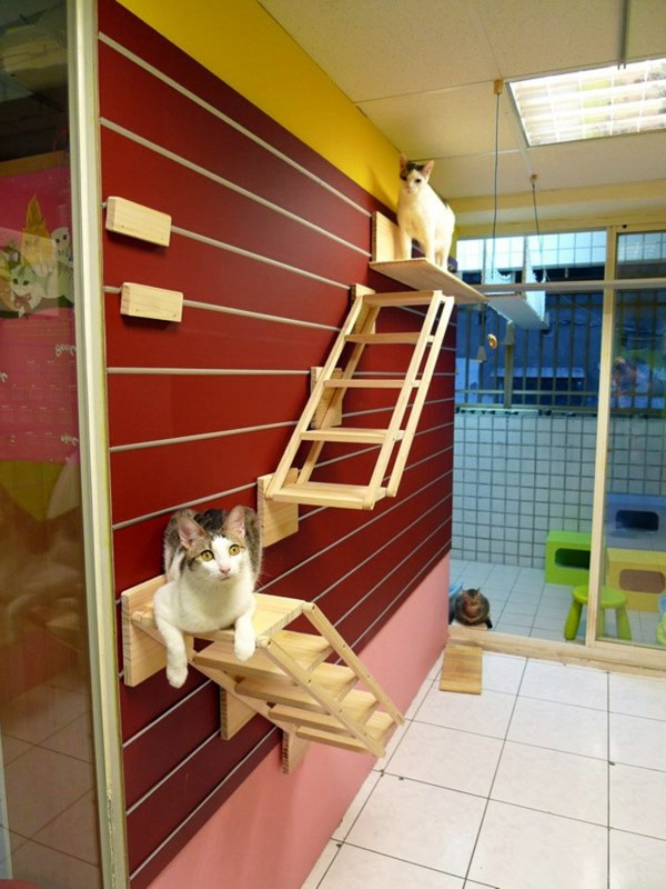 Modular Cat Climbing Wall of Catswall Modular Cat Climbing Wall of Catswall