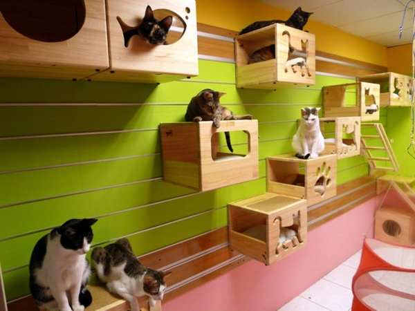 Modular Cat Climbing Wall of Catswall Modular Cat Climbing Wall of Catswall