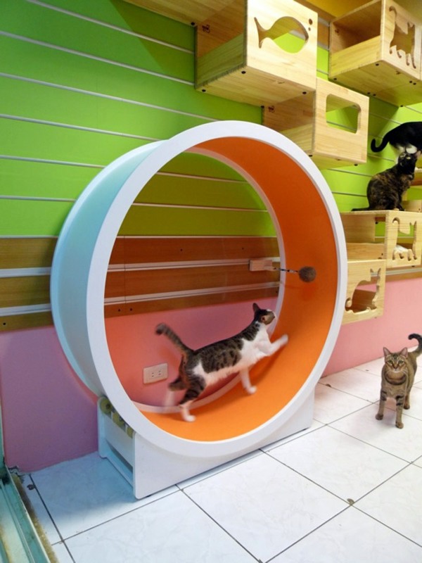 Modular Cat Climbing Wall of Catswall Modular Cat Climbing Wall of Catswall