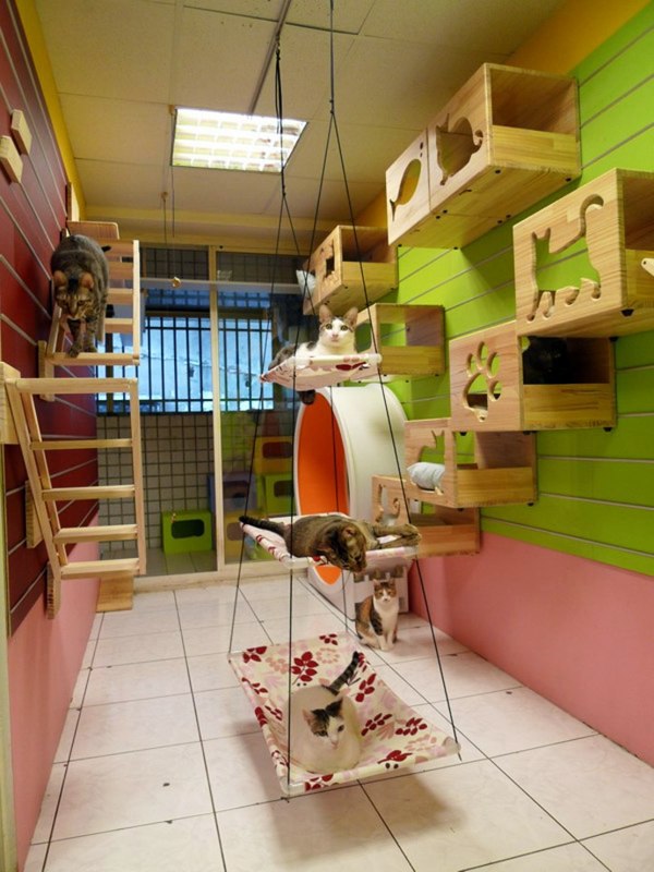 Modular Cat Climbing Wall of Catswall Modular Cat Climbing Wall of Catswall