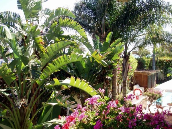 Create tropical mood with the right palm in the garden