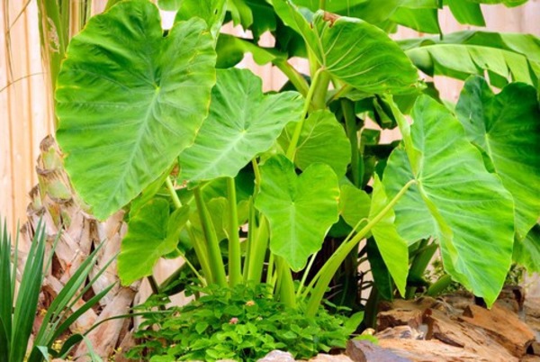 The taro plant - knowing and practical tips