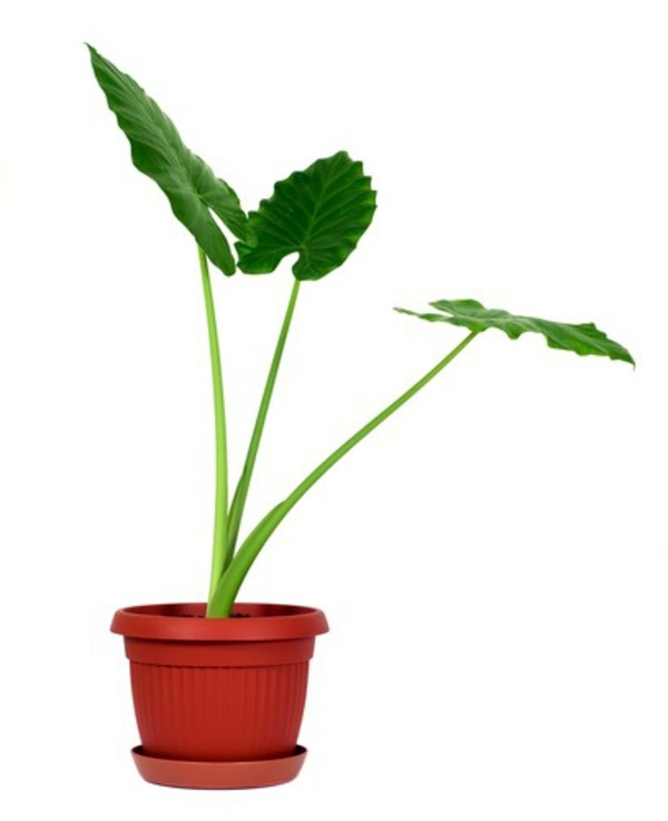 The taro plant - knowing and practical tips The taro plant - knowing and practical tips