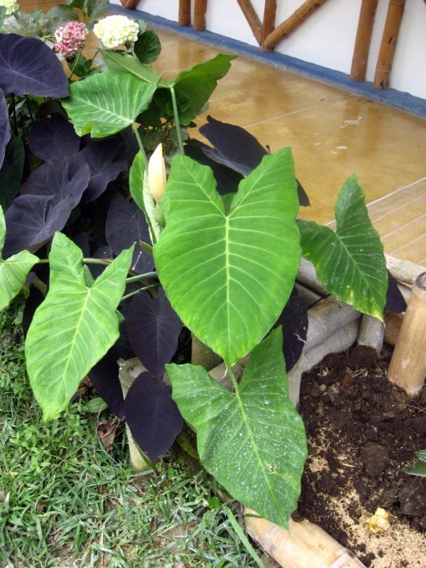 The taro plant - knowing and practical tips