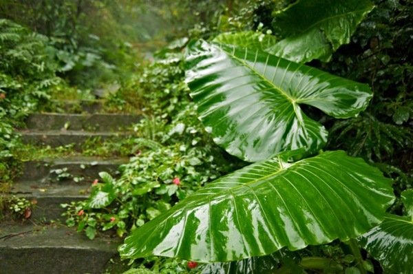 The taro plant - knowing and practical tips