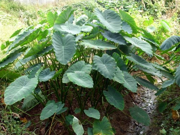 The taro plant – knowing and practical tips | Interior Design Ideas