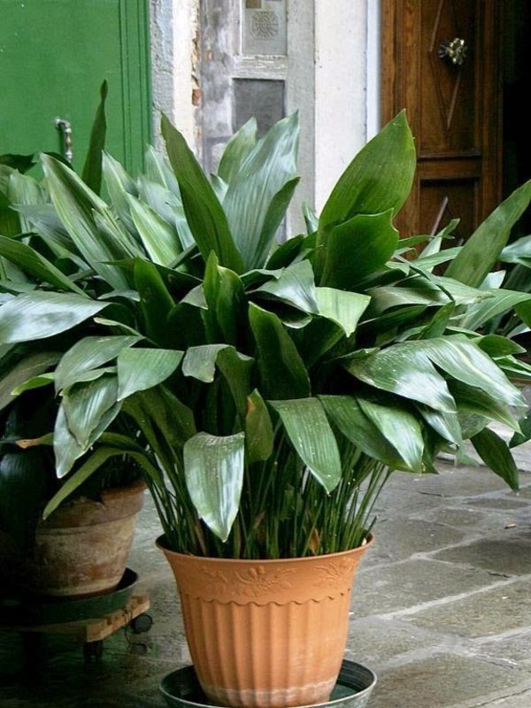 What indoor plants need little light? 