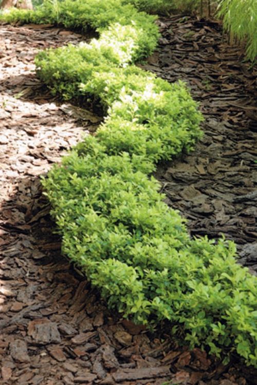 Garden design ideas - 12 great projects for garden paths