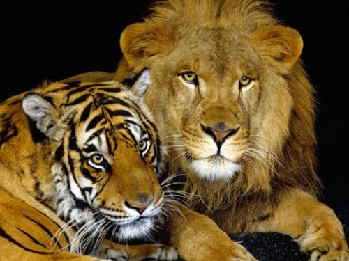 Haustiere - Beautiful pictures of animals from all over the world Haustiere - Beautiful pictures of animals from all over the world