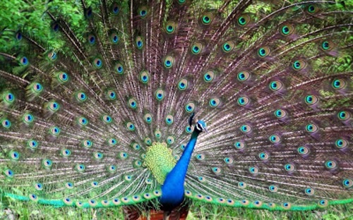 Beautiful pictures of animals from all over the world