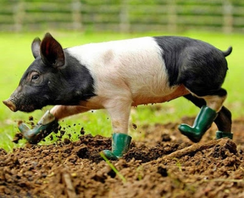 Beautiful pictures of animals from all over the world Beautiful pictures of animals from all over the world