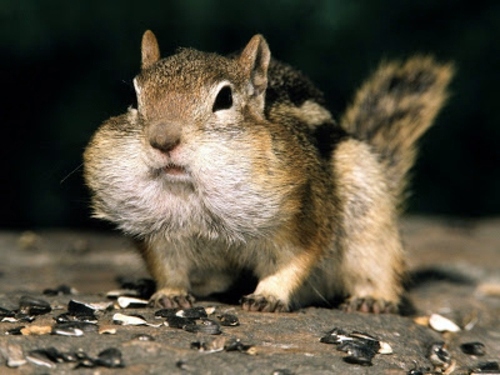 Beautiful pictures of animals from all over the world Beautiful pictures of animals from all over the world