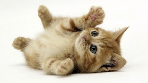 Beautiful pictures of animals from all over the world Beautiful pictures of animals from all over the world