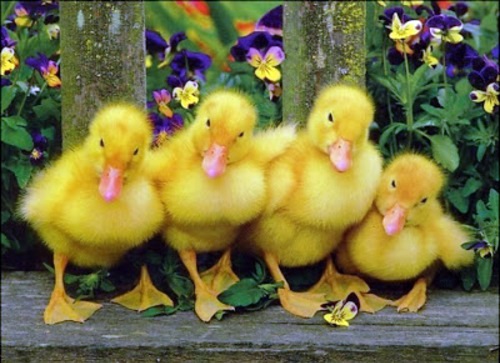 Beautiful pictures of animals from all over the world Beautiful pictures of animals from all over the world