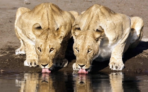 Beautiful pictures of animals from all over the world Beautiful pictures of animals from all over the world
