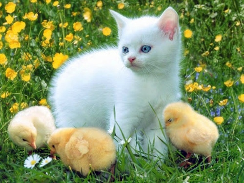 Beautiful pictures of animals from all over the world Beautiful pictures of animals from all over the world