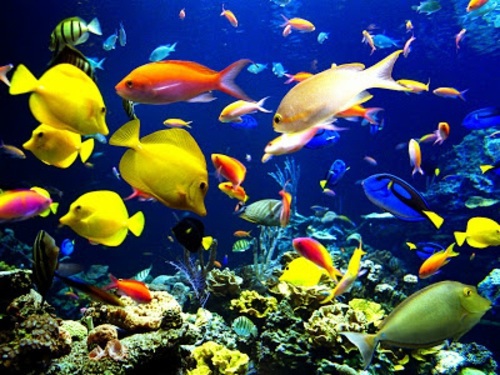 Beautiful pictures of animals from all over the world Beautiful pictures of animals from all over the world