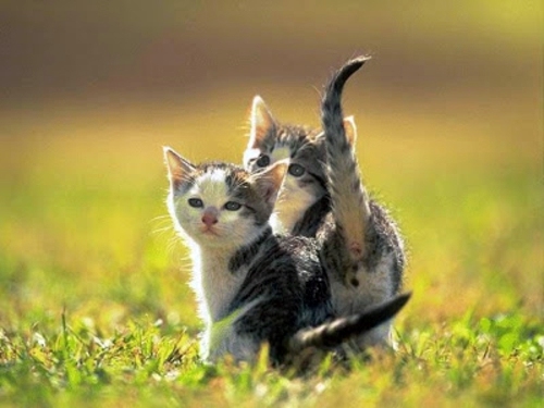 Beautiful pictures of animals from all over the world Beautiful pictures of animals from all over the world