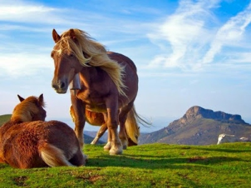 Beautiful pictures of animals from all over the world