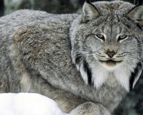 Beautiful pictures of animals from all over the world