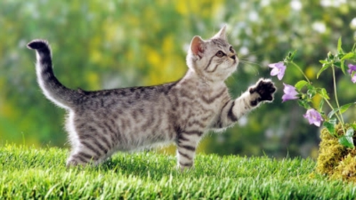 Beautiful pictures of animals from all over the world