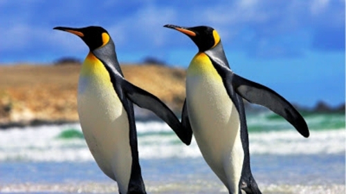 Beautiful pictures of animals from all over the world