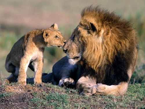 Beautiful pictures of animals from all over the world Beautiful pictures of animals from all over the world