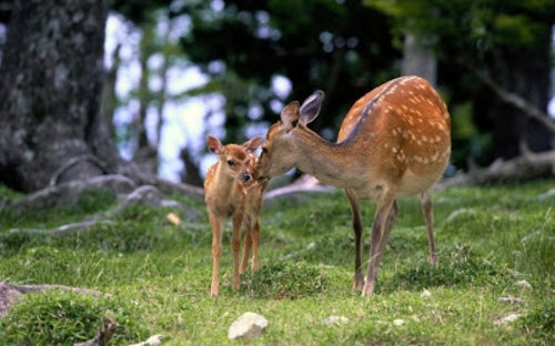 Beautiful pictures of animals from all over the world