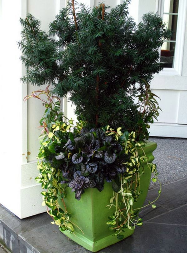 Garden plants that are easy and effective - the creeping Günsel