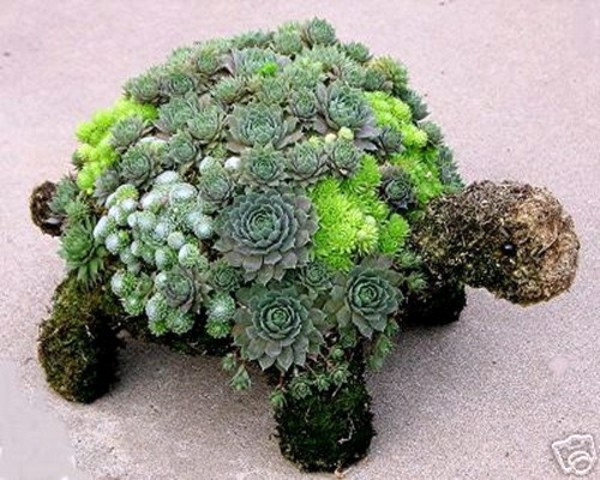 35 wonderful decoration ideas for the garden with succulents