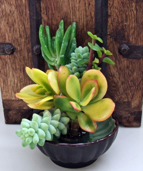 35 wonderful decoration ideas for the garden with succulents 35 wonderful decoration ideas for the garden with succulents