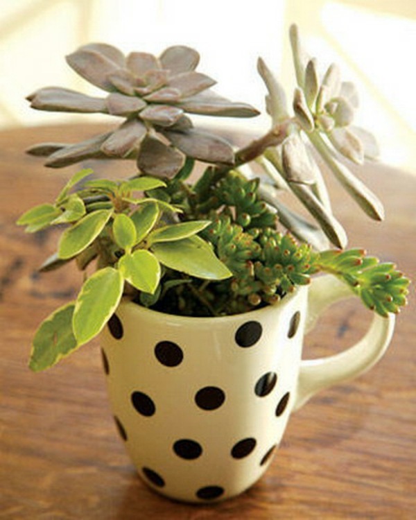 35 wonderful decoration ideas for the garden with succulents 35 wonderful decoration ideas for the garden with succulents