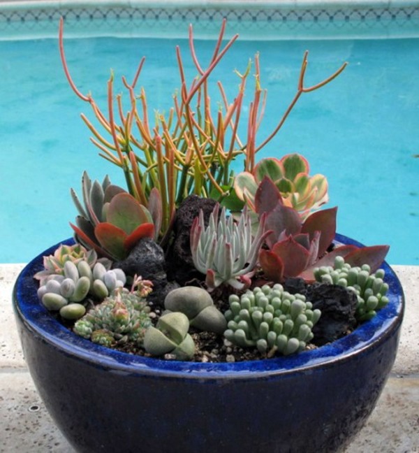 35 wonderful decoration ideas for the garden with succulents 35 wonderful decoration ideas for the garden with succulents