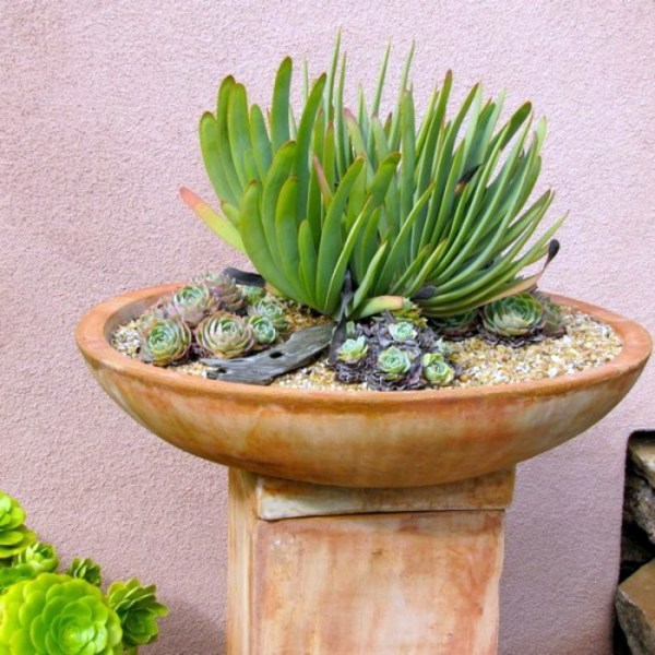 35 wonderful decoration ideas for the garden with succulents 35 wonderful decoration ideas for the garden with succulents