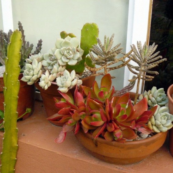35 wonderful decoration ideas for the garden with succulents 35 wonderful decoration ideas for the garden with succulents