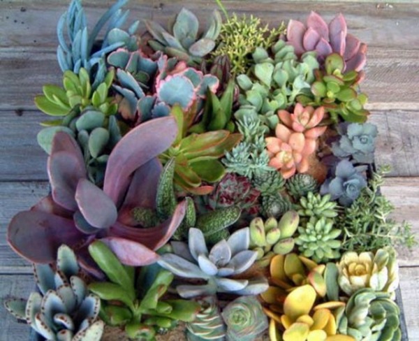 35 wonderful decoration ideas for the garden with succulents 35 wonderful decoration ideas for the garden with succulents